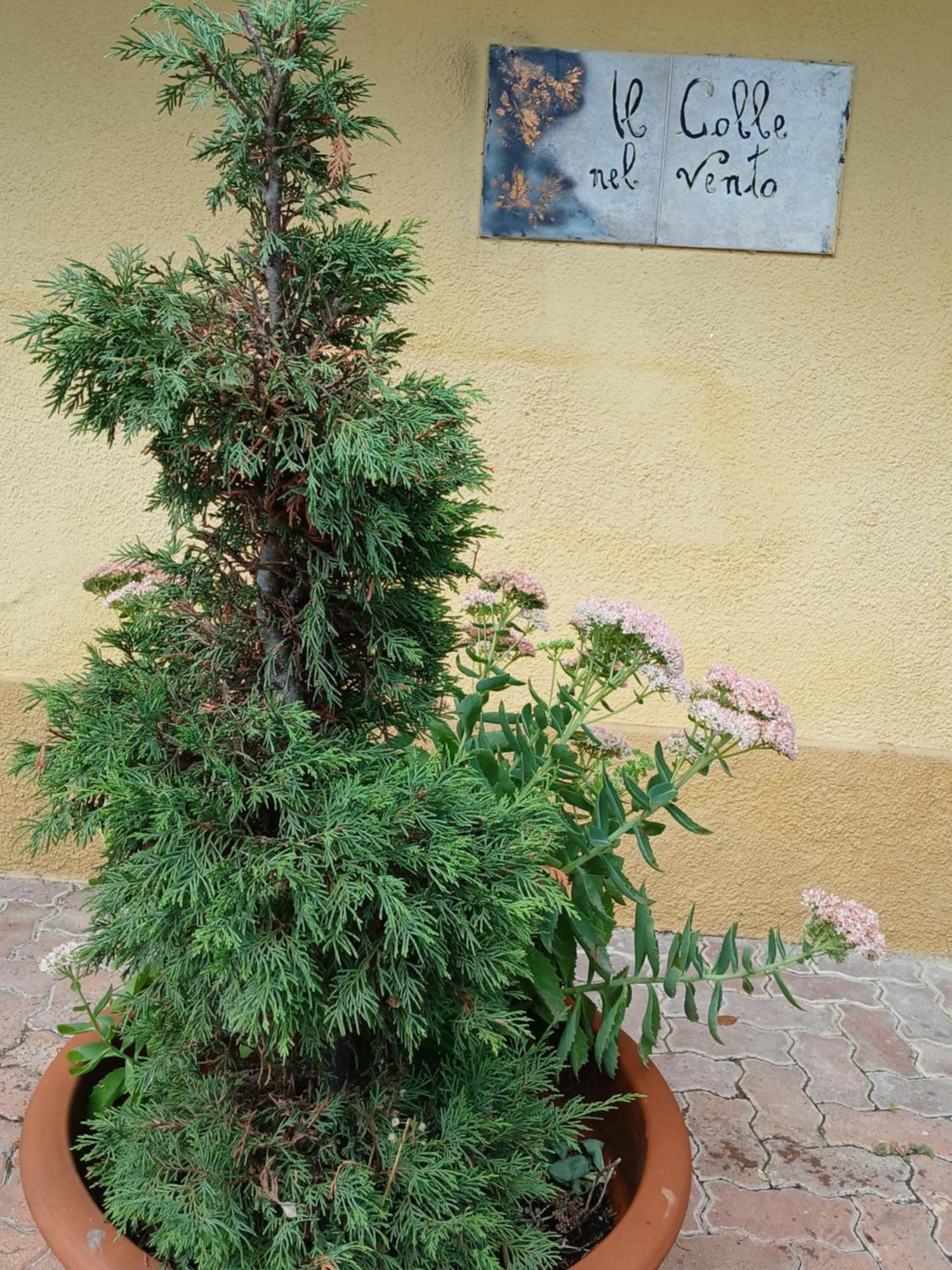 Casa Vacanza Il Colle Del Vento Calosso Exteriér fotografie